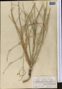 Seseli jomuticum Schischk., Middle Asia, Kopet Dag, Badkhyz, Small & Great Balkhan (M1) (Turkmenistan)