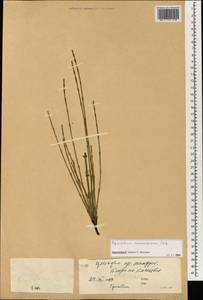Equisetum ramosissimum Desf., South Asia, South Asia (Asia outside ex-Soviet states and Mongolia) (ASIA) (China)
