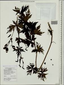 Aconitum variegatum subsp. nasutum (Fischer ex Rchb.) Götz, Caucasus, Stavropol Krai, Karachay-Cherkessia & Kabardino-Balkaria (K1b) (Russia)