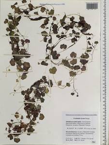 Cardamine lyrata Bunge, Siberia, Baikal & Transbaikal region (S4) (Russia)