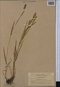 Phleum alpinum L., Western Europe (EUR) (Romania)