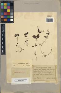 Galium paradoxum subsp. paradoxum, Eastern Europe, Eastern region (E10) (Russia)