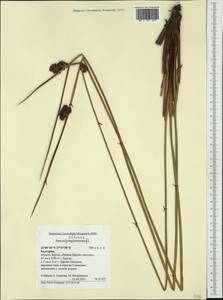 Juncus effusus L., Western Europe (EUR) (Bulgaria)