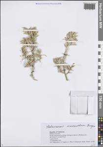 Halimocnemis macranthera Bunge, Middle Asia, Syr-Darian deserts & Kyzylkum (M7) (Uzbekistan)