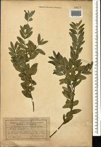 Buxus sempervirens L., Caucasus, Azerbaijan (K6) (Azerbaijan)