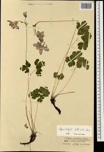 Aquilegia sibirica Lam., Mongolia (MONG) (Mongolia)
