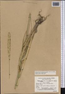 Leymus mollis (Trin.) Pilg., America (AMER) (Canada)