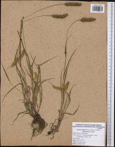 Setaria pumila (Poir.) Roem. & Schult., Eastern Europe, Central region (E4) (Russia)