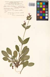 Silene dioica subsp. dioica, Eastern Europe, Moscow region (E4a) (Russia)