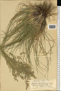 Deschampsia cespitosa (L.) P.Beauv., Eastern Europe, Eastern region (E10) (Russia)
