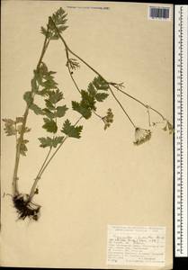 Pimpinella rhodantha Boiss., South Asia, South Asia (Asia outside ex-Soviet states and Mongolia) (ASIA) (Turkey)