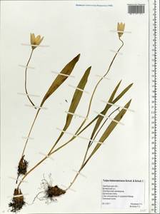 Tulipa sylvestris subsp. australis (Link) Pamp., Eastern Europe, Eastern region (E10) (Russia)