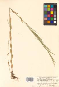 Arabis hirsuta (L.) Scop., Siberia, Russian Far East (S6) (Russia)