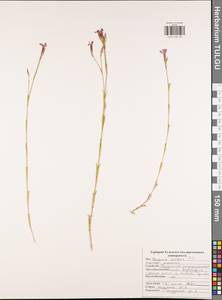 Dianthus pratensis, Eastern Europe, Central region (E4) (Russia)