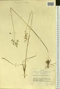 Anthoxanthum nitens (Weber) Y.Schouten & Veldkamp, Siberia, Altai & Sayany Mountains (S2) (Russia)