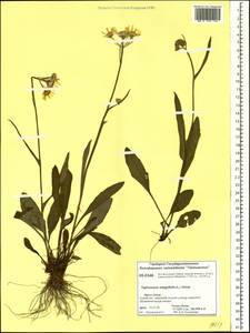 Tephroseris integrifolia (L.) Holub, Siberia, Central Siberia (S3) (Russia)