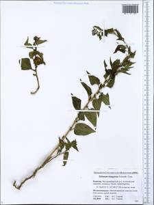 Solanum dulcamara L., Siberia, Baikal & Transbaikal region (S4) (Russia)