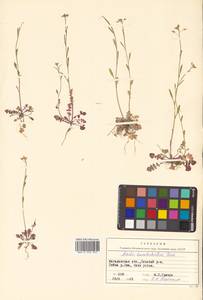 Arabidopsis lyrata subsp. kamchatica (Fisch. ex DC.) O'Kane & Al-Shehbaz, Siberia, Chukotka & Kamchatka (S7) (Russia)