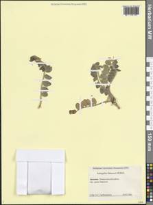 Astragalus fabaceus M.Bieb., Caucasus, Armenia (K5) (Armenia)
