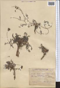 Hedysarum ferganense Korsh., Middle Asia, Pamir & Pamiro-Alai (M2) (Uzbekistan)