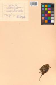 Potentilla elegans Cham. & Schltdl., Siberia, Russian Far East (S6) (Russia)