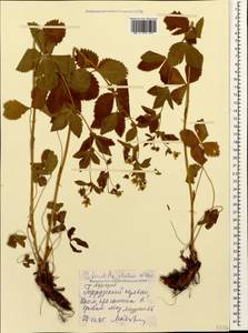 Potentilla elatior Willd. ex Schltdl., Caucasus, Georgia (K4) (Georgia)