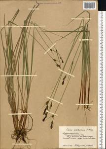 Carex adelostoma V.I.Krecz., Eastern Europe, Northern region (E1) (Russia)