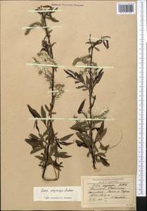 Salix pycnostachya Anderss., Middle Asia, Western Tian Shan & Karatau (M3) (Kyrgyzstan)