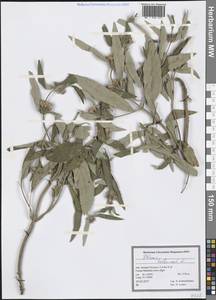 Phlomis herba-venti L., South Asia, South Asia (Asia outside ex-Soviet states and Mongolia) (ASIA) (Iran)