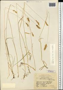 Anthoxanthum nipponicum Honda, Eastern Europe, Northern region (E1) (Russia)