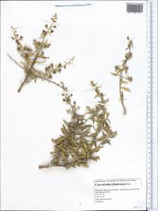 Convolvulus fruticosus Pall., Middle Asia, Caspian Ustyurt & Northern Aralia (M8) (Kazakhstan)