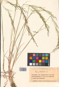 Poa palustris L., Siberia, Russian Far East (S6) (Russia)