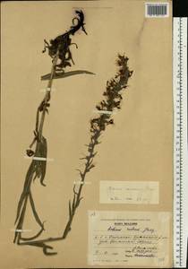 Pontechium maculatum (L.) Böhle & Hilger, Eastern Europe, Moldova (E13a) (Moldova)