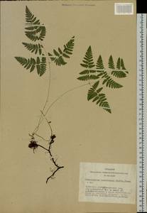 Gymnocarpium jessoense (Koidz.) Koidz., Siberia, Altai & Sayany Mountains (S2) (Russia)