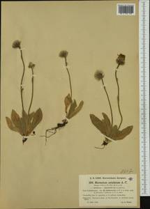 Hieracium aphyllum subsp. hololeucum (Arv.-Touv. & A. Faure) Zahn, Western Europe (EUR) (France)