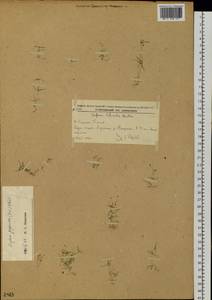 Sagina japonica (Sw. ex Steud.) Ohwi, Siberia, Russian Far East (S6) (Russia)