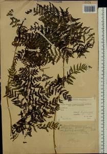 Athyrium filix-femina (L.) Roth, Eastern Europe, Moscow region (E4a) (Russia)