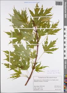 Acer saccharinum L., Eastern Europe, Central forest region (E5) (Russia)