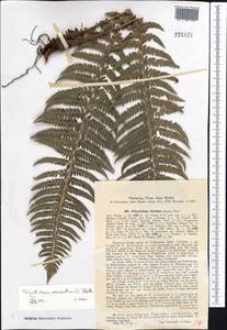 Polystichum aculeatum (L.) Roth, Middle Asia, Western Tian Shan & Karatau (M3) (Kyrgyzstan)