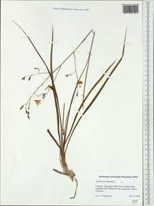 Anthericum ramosum L., Western Europe (EUR) (Germany)