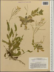 Arabis caucasica Willd., Caucasus, Krasnodar Krai & Adygea (K1a) (Russia)