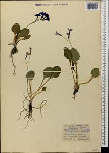 Primula amoena subsp. meyeri (Rupr.) Valentine & Lamond, Caucasus, Stavropol Krai, Karachay-Cherkessia & Kabardino-Balkaria (K1b) (Russia)