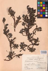 Salix retusa L., Eastern Europe, West Ukrainian region (E13) (Ukraine)
