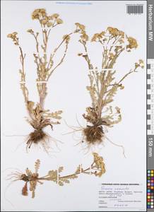 Senecio viscosus L., Eastern Europe, Belarus (E3a) (Belarus)