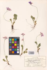 Primula cuneifolia Ledeb., Siberia, Russian Far East (S6) (Russia)