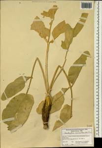 Heptaptera anisoptera (DC.) Tutin, South Asia, South Asia (Asia outside ex-Soviet states and Mongolia) (ASIA) (Iran)