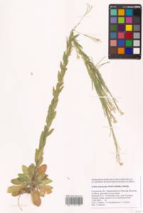 Arabis planisiliqua (Pers.) Rchb., Eastern Europe, Western region (E3) (Russia)