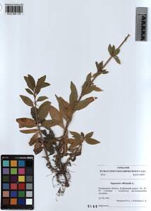 KUZ 004 137, Saponaria officinalis L., Siberia, Altai & Sayany Mountains (S2) (Russia)