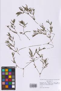 Najas major All., Eastern Europe, Moscow region (E4a) (Russia)