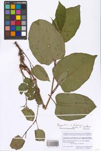 Reynoutria × bohemica Chrtek & Chrtková, Eastern Europe, Moscow region (E4a) (Russia)